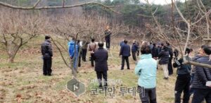 보성군, 단감포장에서 전정기술 현장교육 실시