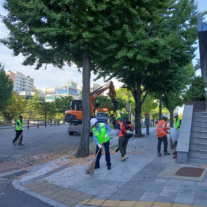 南洞区、悪臭と歩行の不便を減らすためイチョウの実を先行収穫