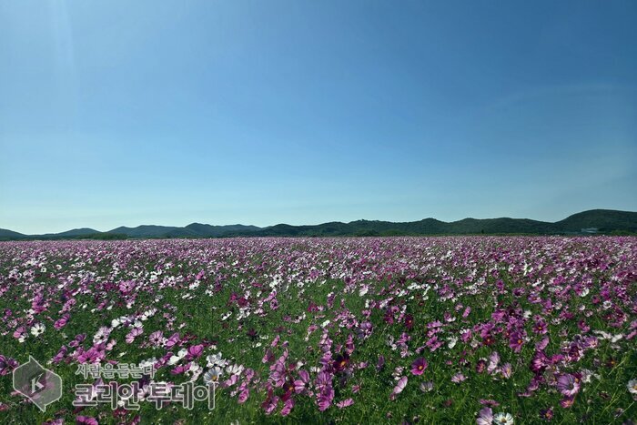Cosmos in full bloom on reclaimed land in Baengnyeongdo, drawing autumn visitors