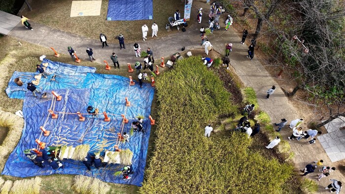 仁川市、月尾公園で稲刈り体験行事を開催
