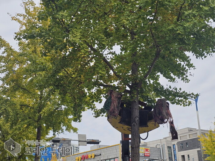 Yeongjong-gu yn casglu ffrwyth 209 o goed ginkgo ymlaen llaw, mewn 6 llwybr